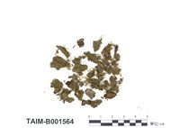 藏品(疏葉細鱗蘚)的圖片